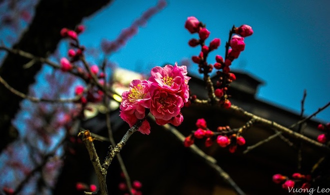 [Image: Mua-hoa-man-bung-no-o-Nhat-Ban-10.jpg]