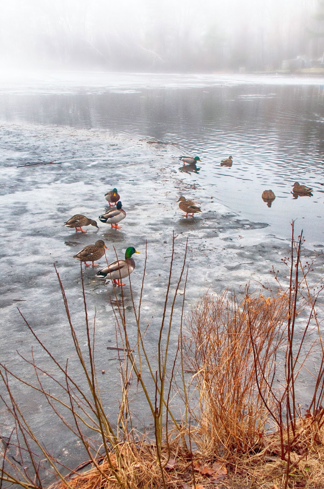 Carol's View Of New England Island Grove Fog, Abington MA