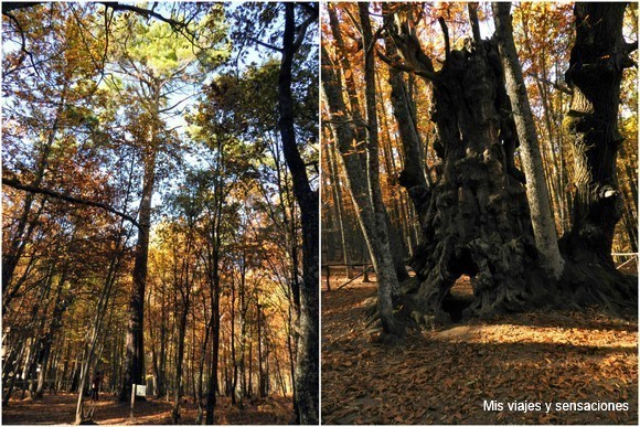 La senda del castañar, El Tiemblo, Ávila