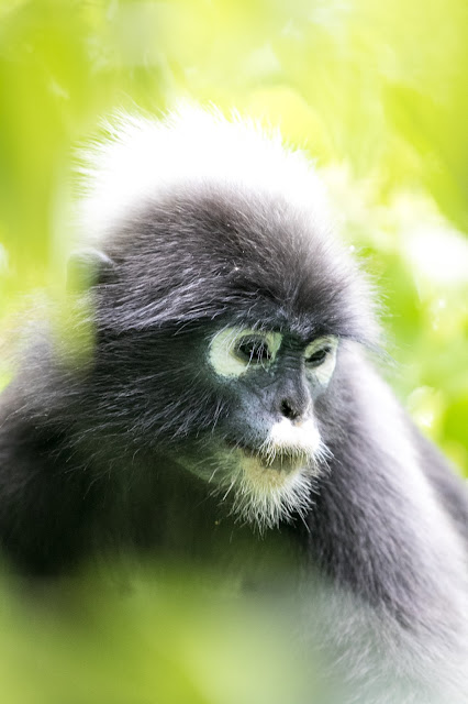 Scimmia sull'Isola di Wua Talap-Angthong national park