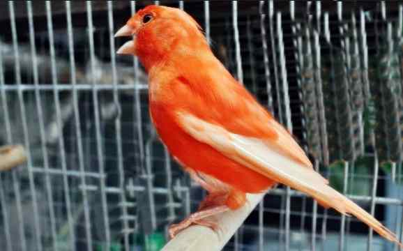 Cara Merawat Anakan Kenari Agar Cepat Gacor Trik Cara