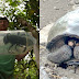 Extinct Giant Bee And Tortoise Have Both Been Rediscovered In Only A Matter Of Weeks