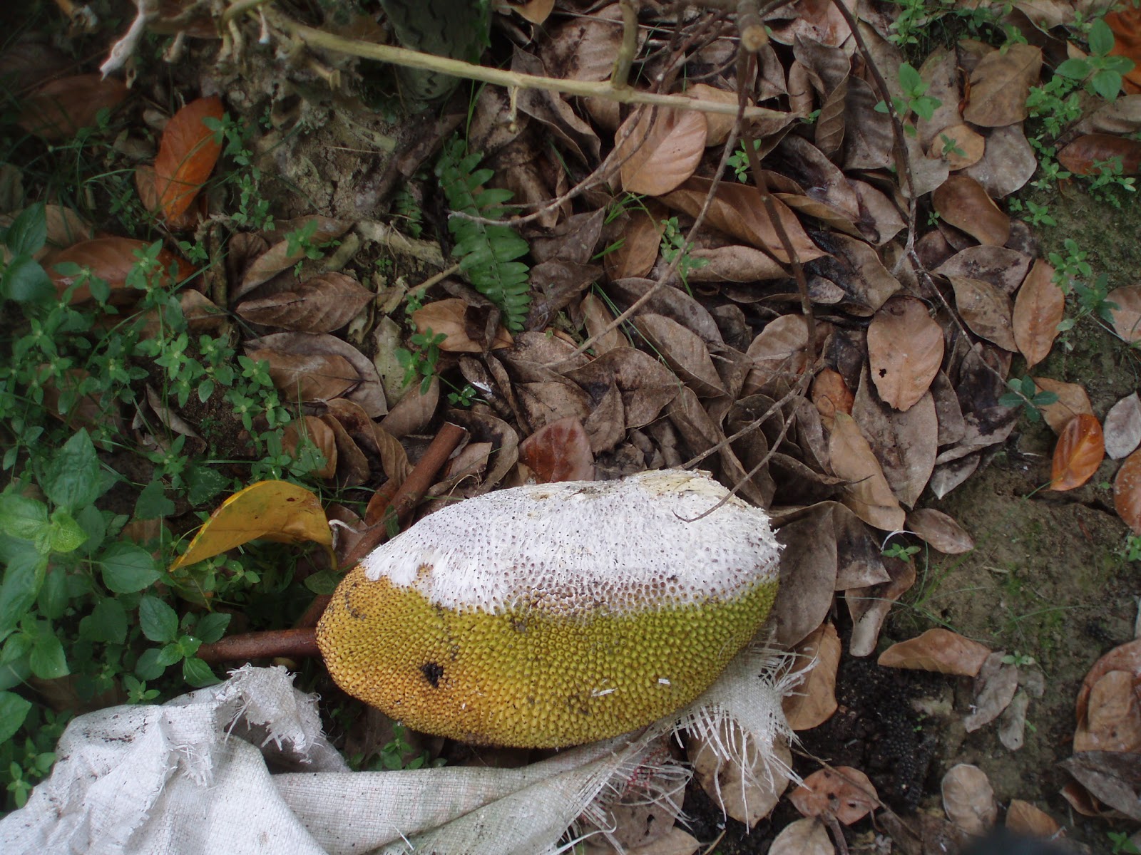 Jackfruit(Nangka) Jackfruit Diseases and Problem