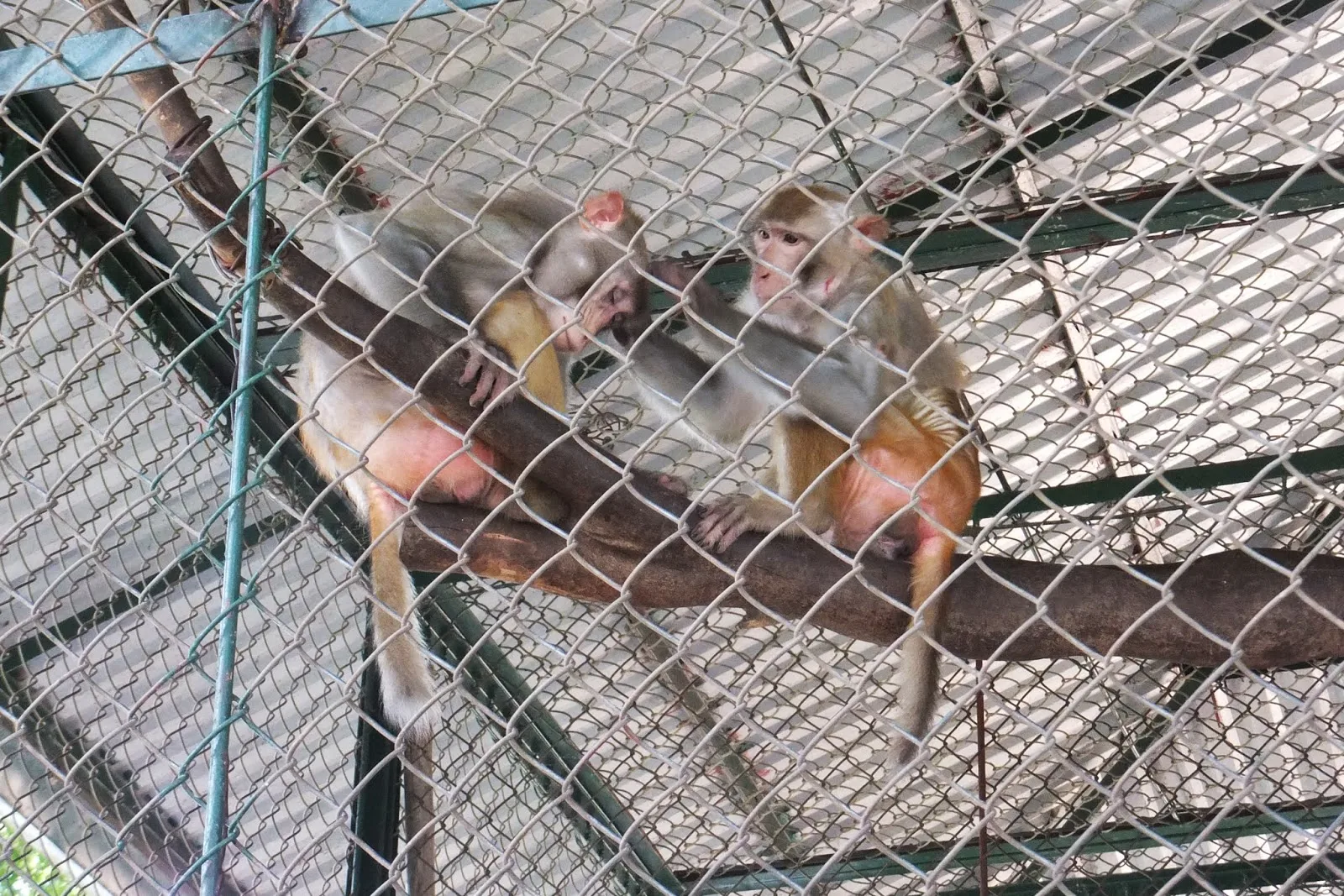 hanoi-zoo-monkey ハノイ動物園の猿