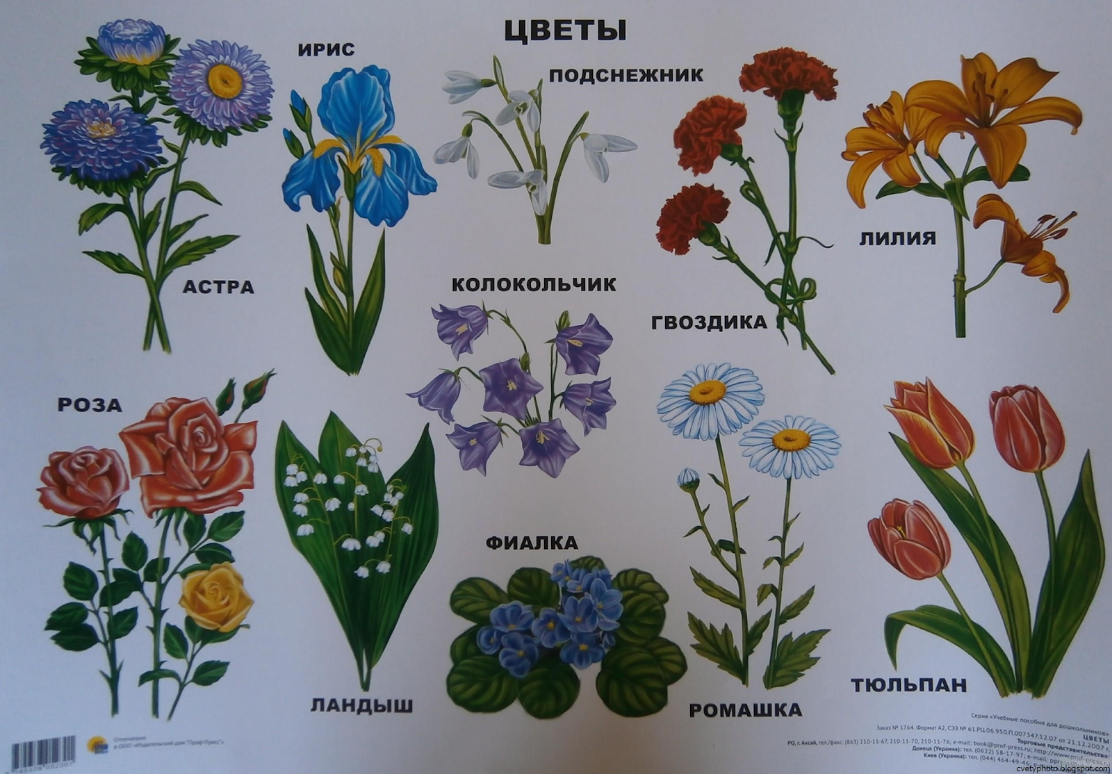 Полевые цветы виды и названия с фото
