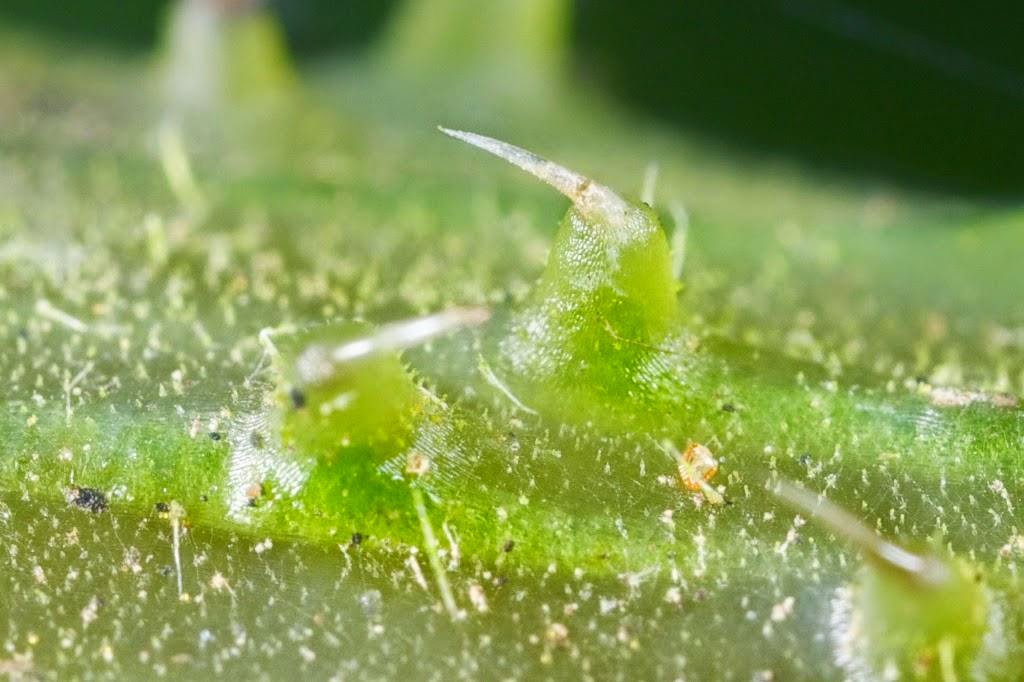 INILAH TANAMAN PALING BERACUN YANG TUMBUH DI INDONESIA DAN AUSTRALIA