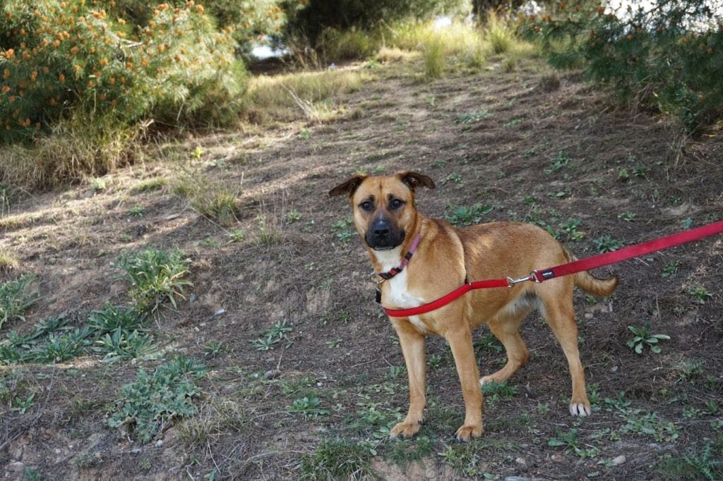 gestromte_hunde — Mein Leben mit Hund