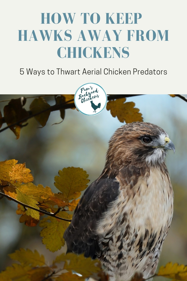 Pam's Backyard Chickens How to Keep Hawks Away from Chickens