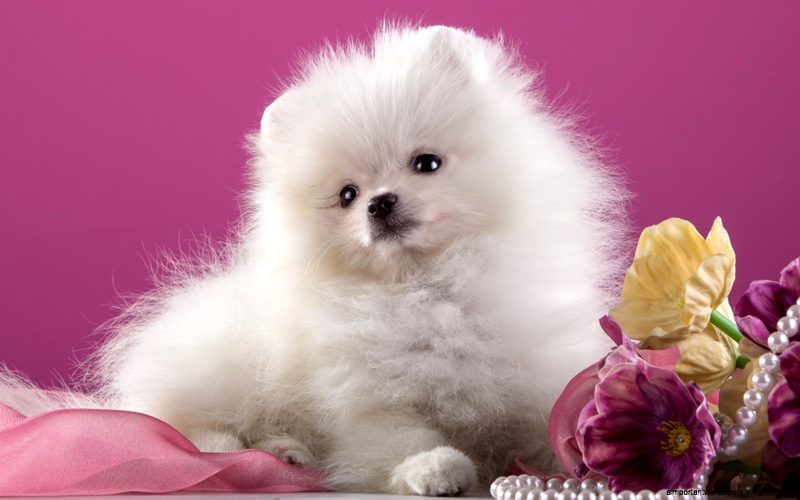spitz white cute flowers necklace wallpapers dog   download