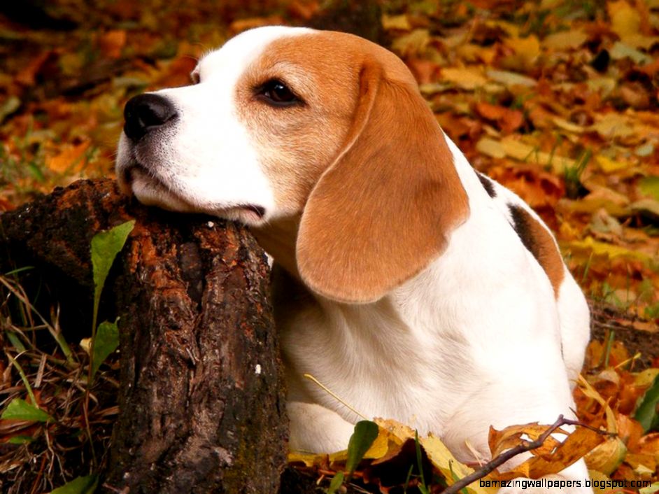 beagleinthewoodwallpaper