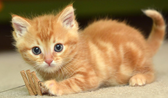 Arti Mimpi Kucing Dan Tafsir Mimpi Memberi Makan Kucing Hitam Putih Yang Kelaparan