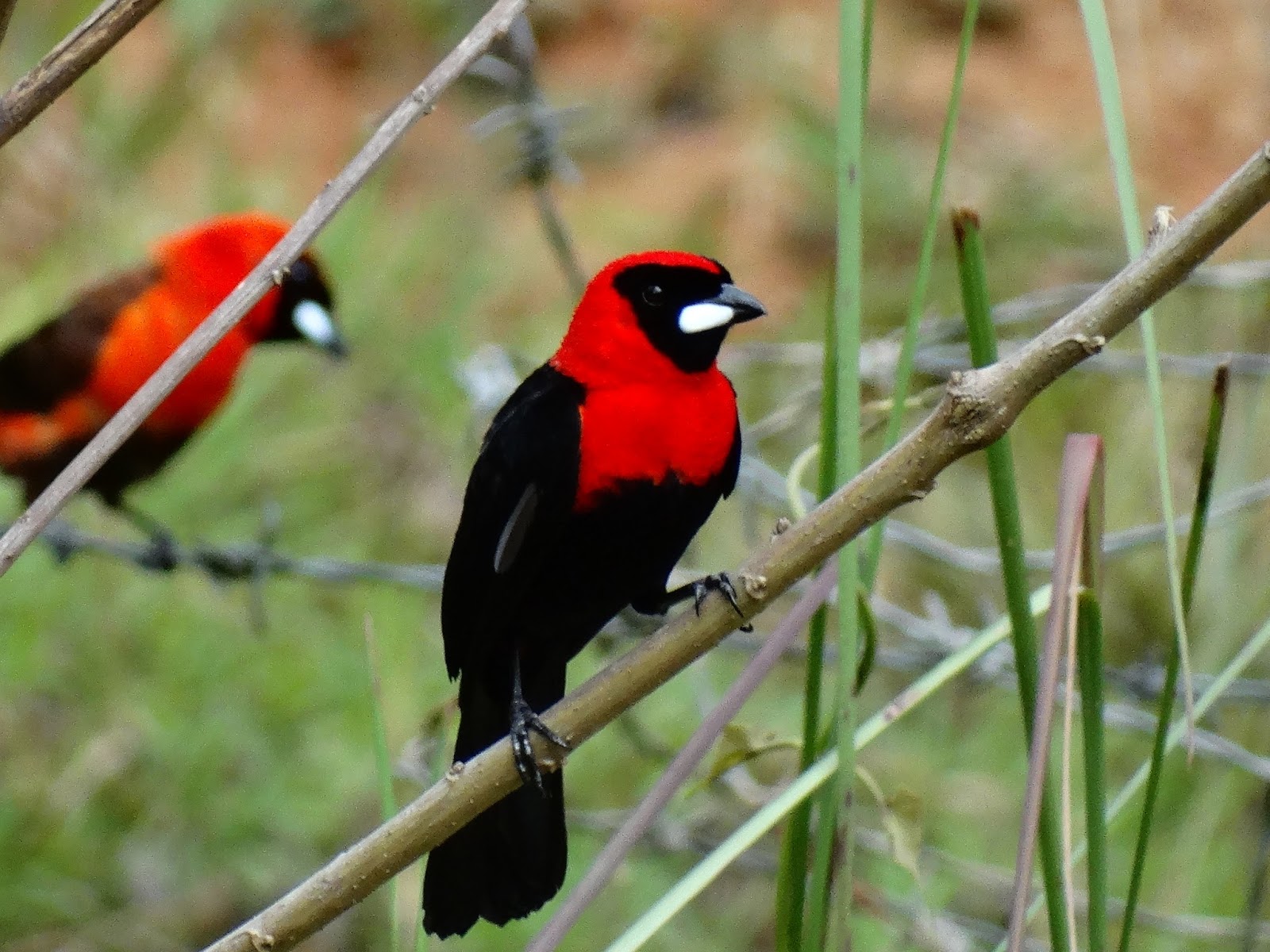 Aves del Putumayo junio 2015