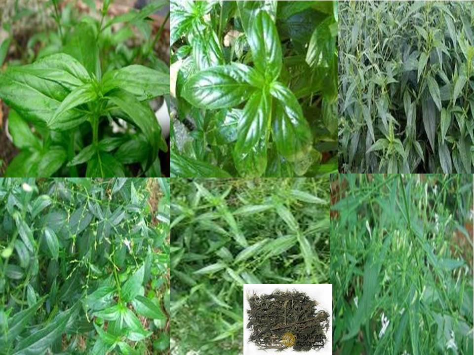 HERBAL-ARTIKEL: Sambiloto Si Pahit Berkhasiat Selangit