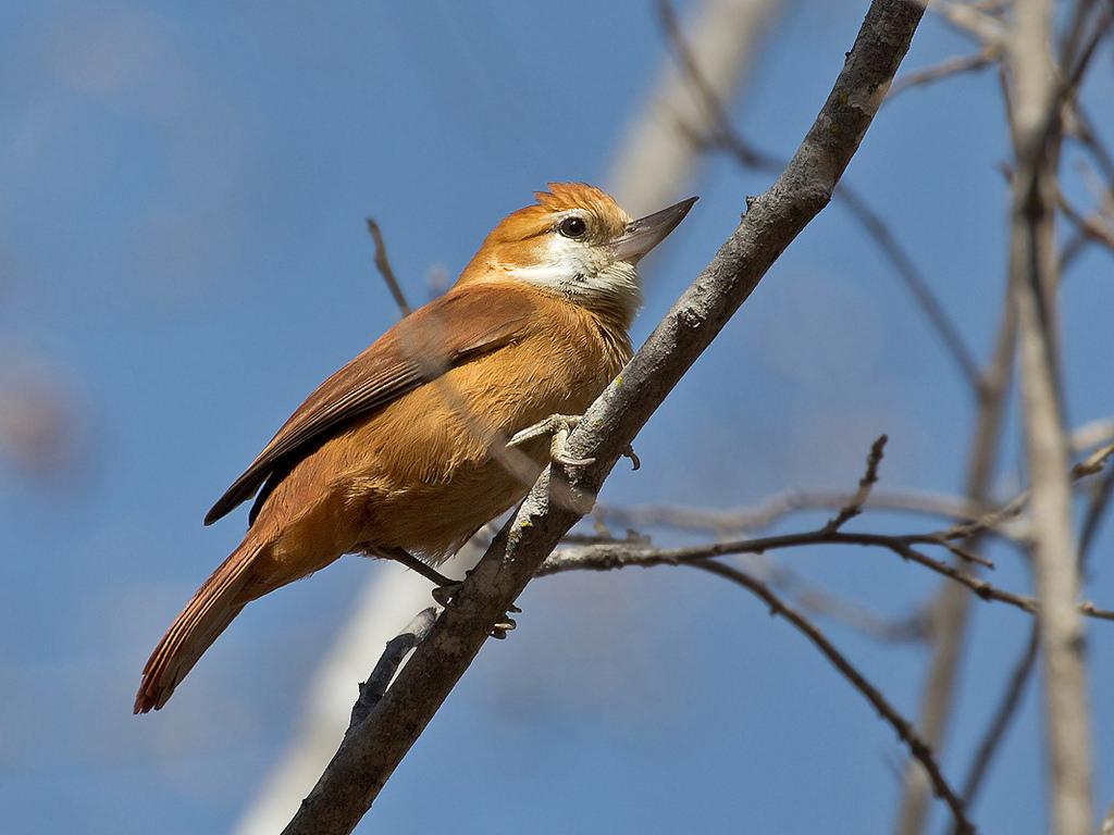 Pássaro Bico-Virado-da-Caatinga (Megaxenops parnaguae) 