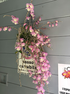 , Orchidee dal mondo – 2016 – Monteporzio Catone, diarid'orchidee