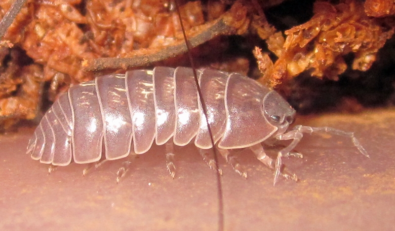 Hisserdude's Isopods A.vulgare%25235