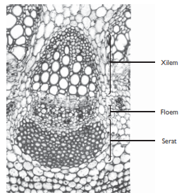Jaringan Tumbuhan : Epidermis, Parenkim, Kolenkim, Sklerenkim, Xilem