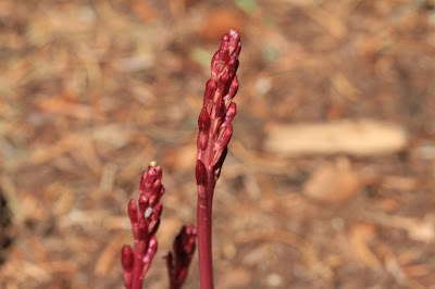 Corallorhiza, either maculata (coralroot) or mertensiana (pacific coralroot)