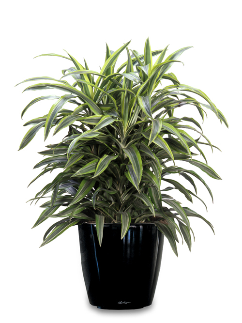 Indoor Plants Melbourne Indoor Plants Melbourne Tips to Help Plants Grow