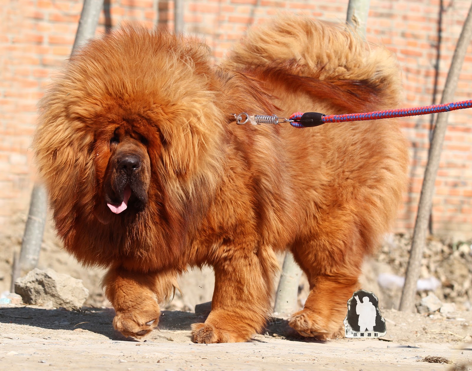 Tibetan Mastiff أضخم فصيلة كلاب