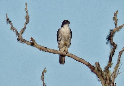 Gavilán de Meyer Accipiter meyeranus