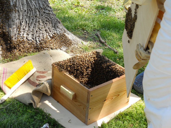 Adventures in Urban Beekeeping