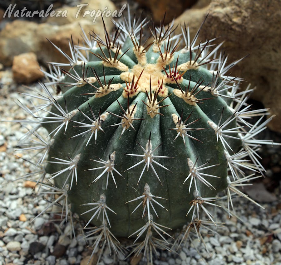 Ferocactus lindsayi es una especie de cactus globoso muy popular en colecciones privadas