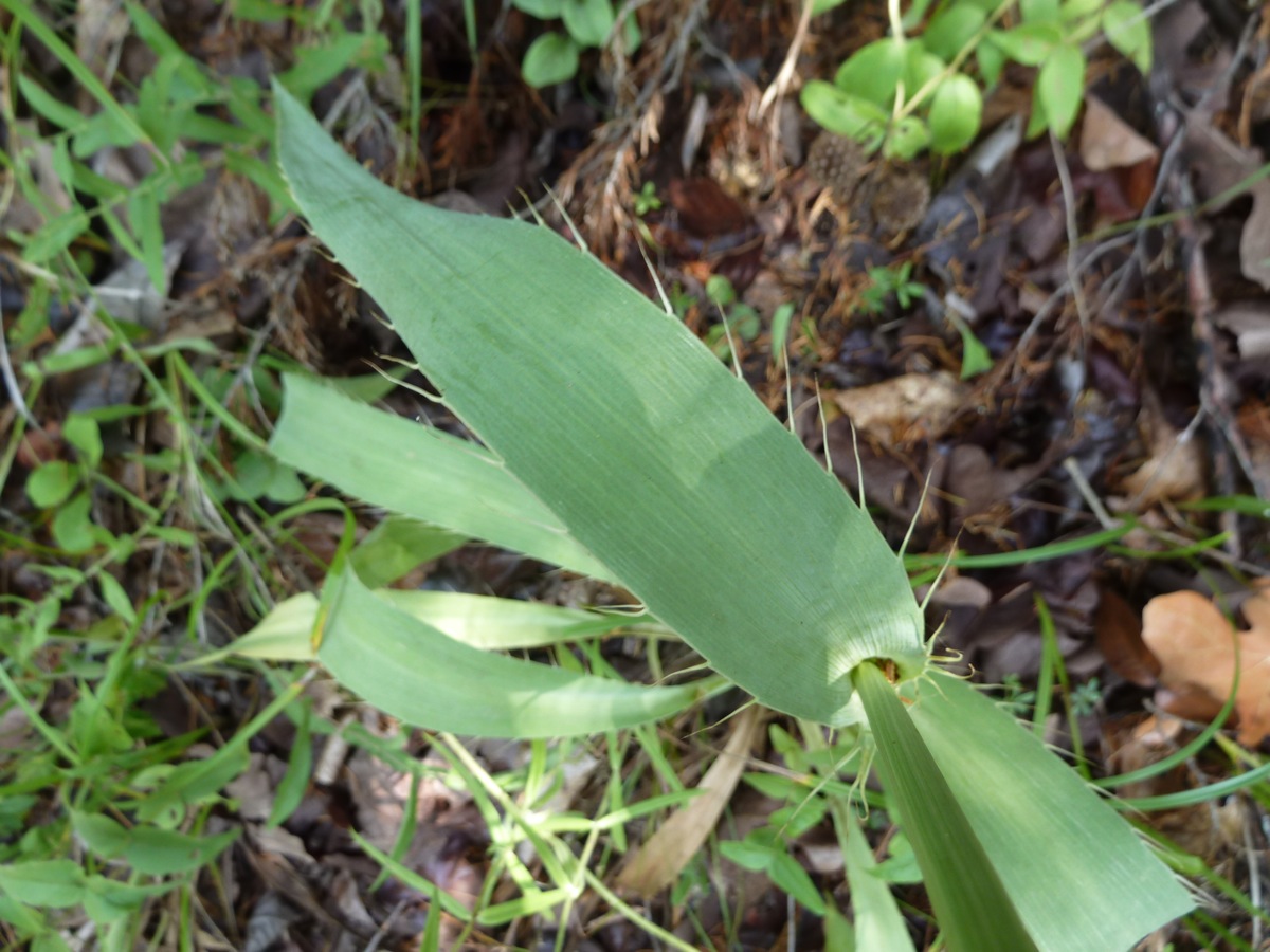 Springfield Plateau Rattlesnake Master