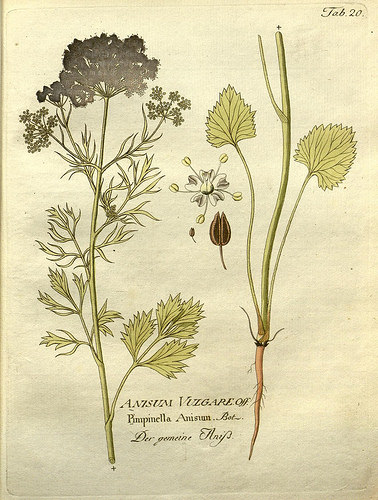 Anis vert (Pimpinella anisum)
