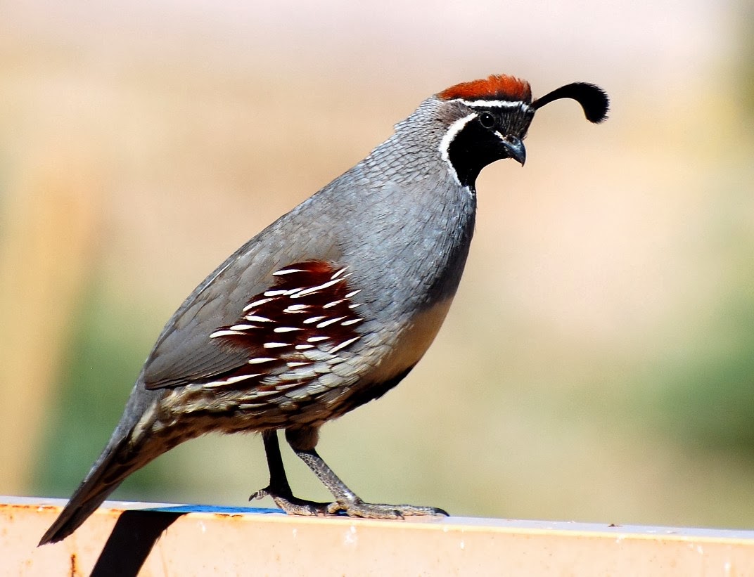 Bird In Everything: Arizona Birds Photos