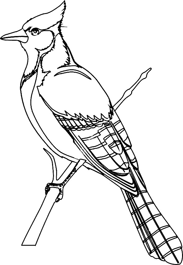  Sketsa  Gambar  Burung Hantu Merak  Garuda Elang gambarcoloring