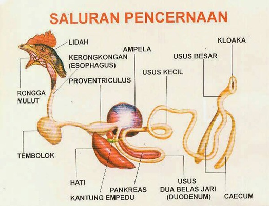 Pengertian Dan Sistem  Pencernaan Hewan  Ruminansia Dan Non 