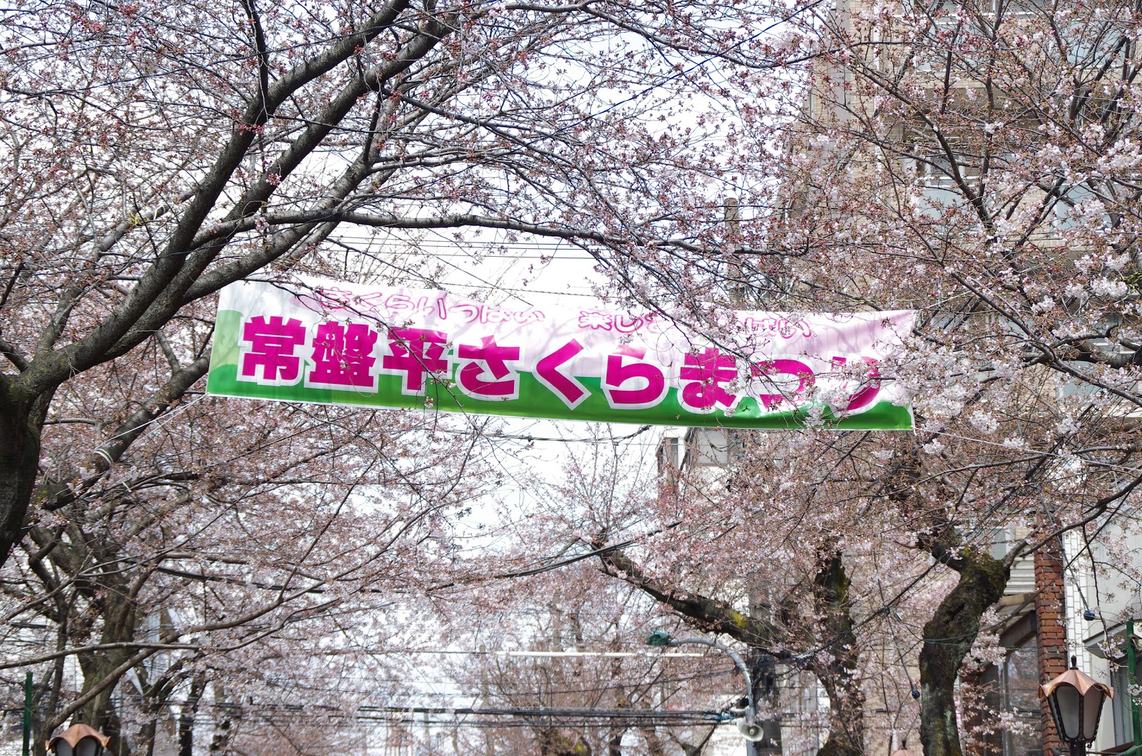 常盤平さくらまつり 日々 徒然なるままにp