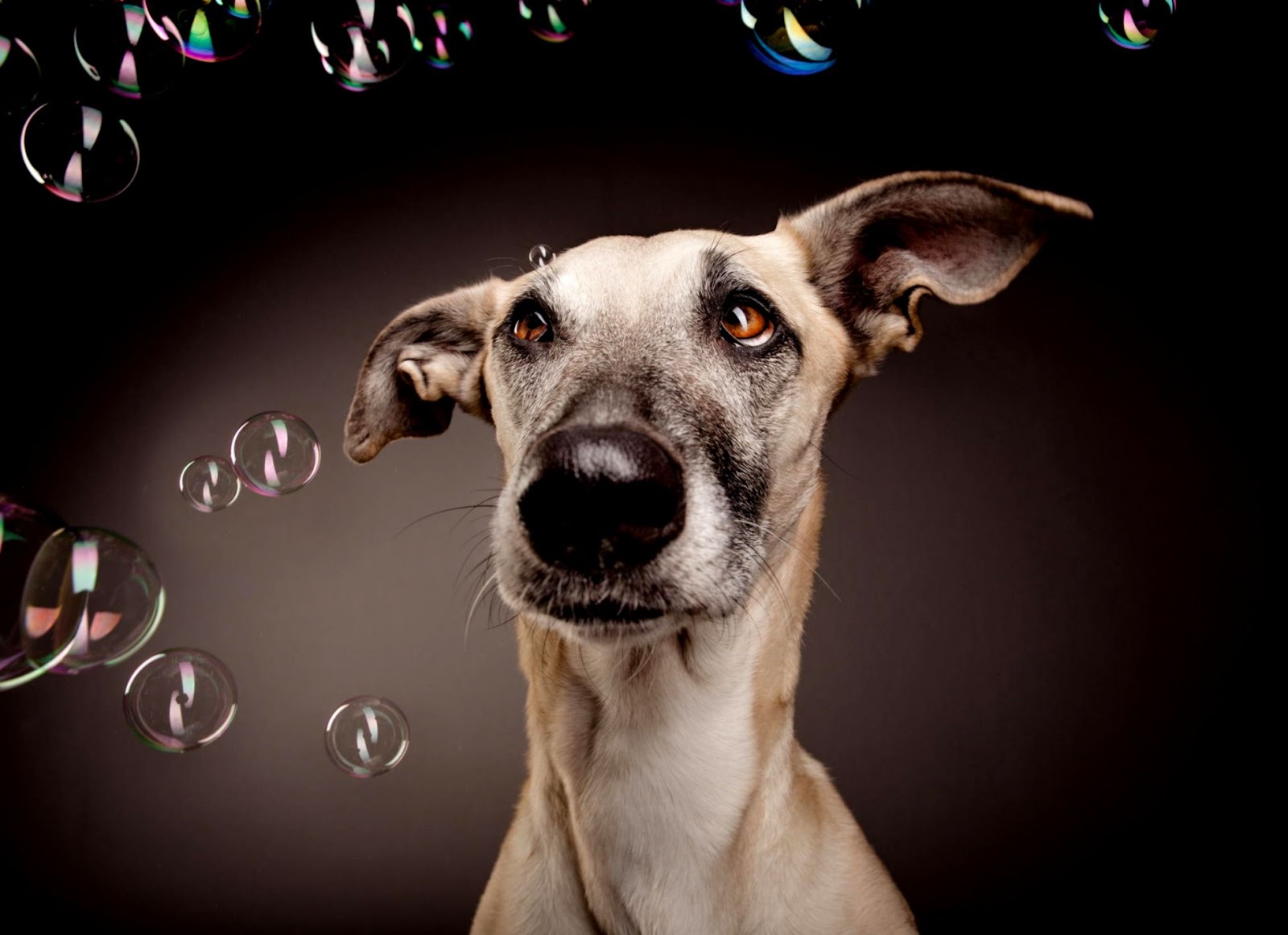 Dog Bubbles Surprise