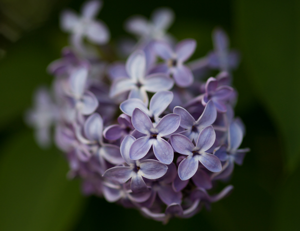 PauMau blogi nelkytplusbloggari nelkytplus puutarha vanha pihapiiri violetti sireeni kukkii syreeni kukkakuva pieni kukka tuoksu