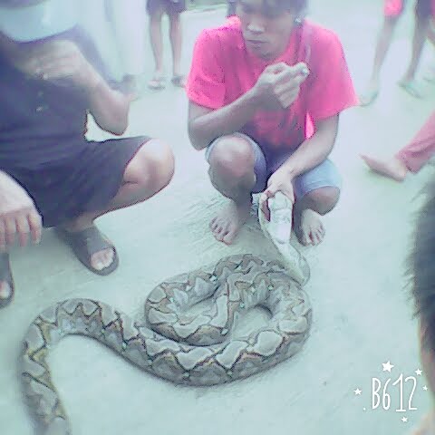 ular phyton tertangkap di desa tampingan 4 februari 2016