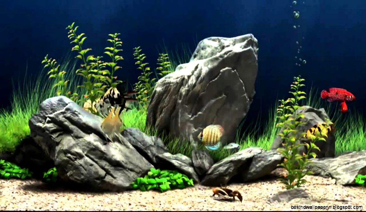 Fish Tank Screensaver   Most Refreshing Free 3D Fish Tank