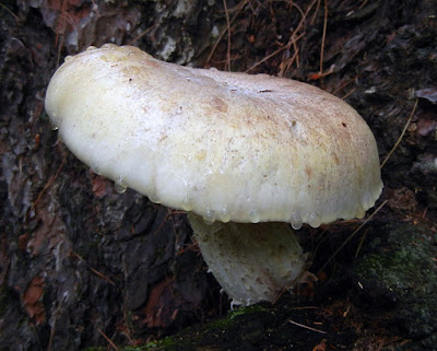 Puffballs ate my mulch :Cornell Mushroom Blog