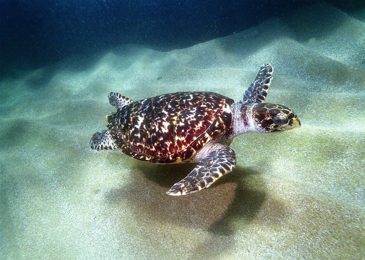 Biologia Marinha: Dados da Tartaruga de pente ou legítima