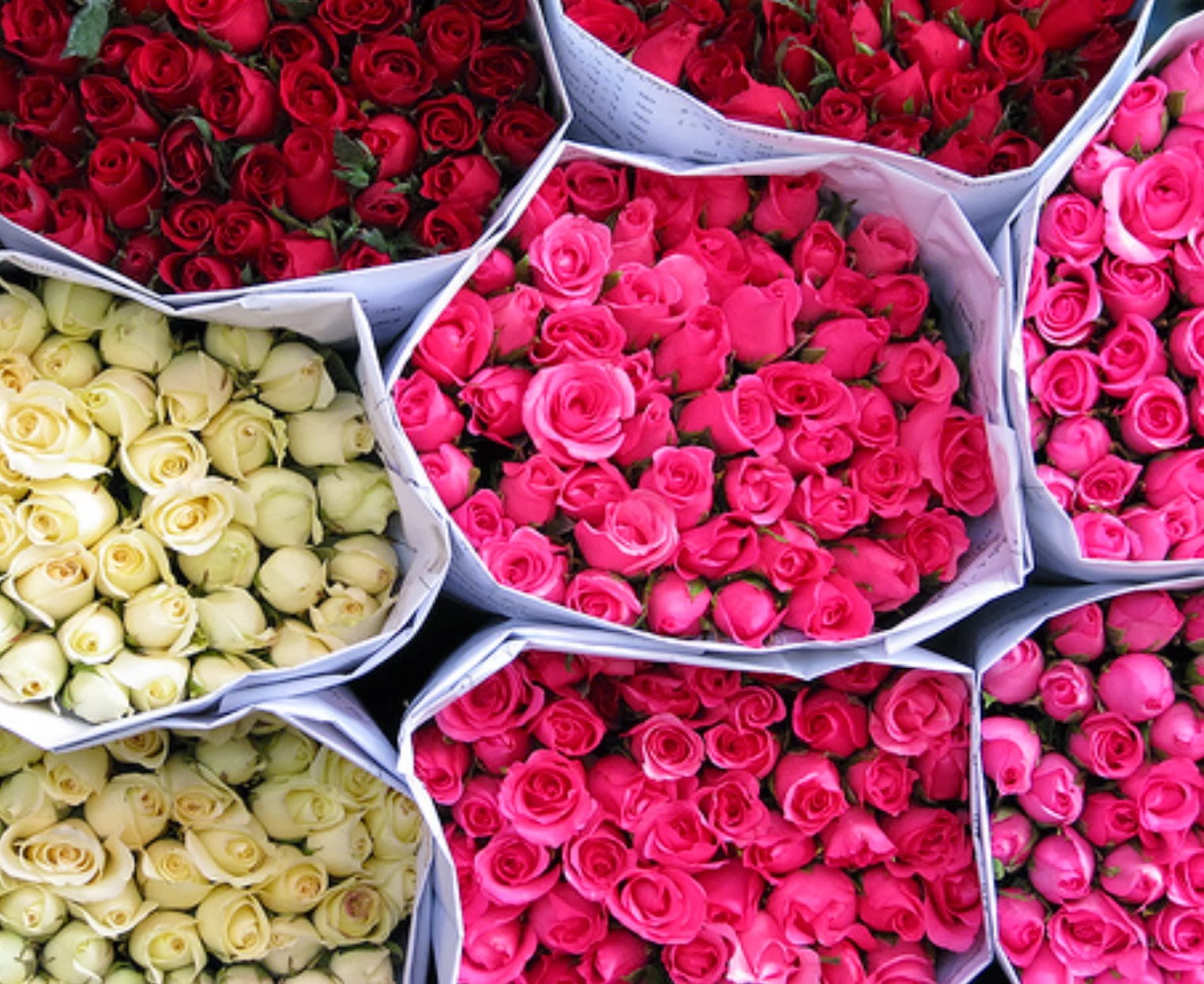 Купить розы от производителя. Голландские розы. Цветочная база розы. Склад цветов.