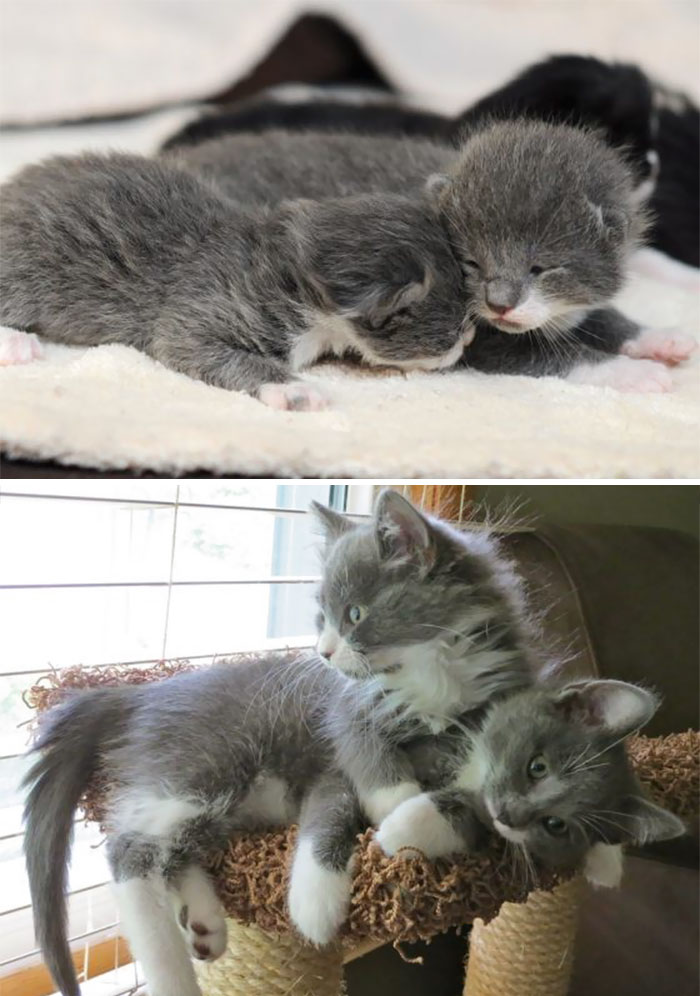 50 Heart-Warming Photos of Animals Growing Up Together - Tucker And Stewie Then And Now 50 Heart-Warming Photos of Animals Growing Up Together - Tucker And Stewie Then And Now