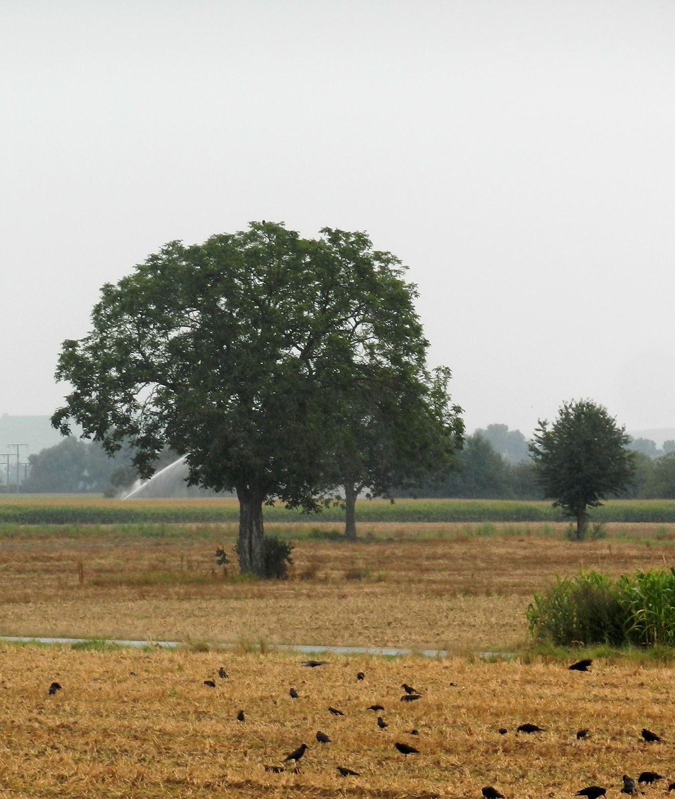 Von Menschen und Bäumen: Jeden Tag einen Baum 13/14
