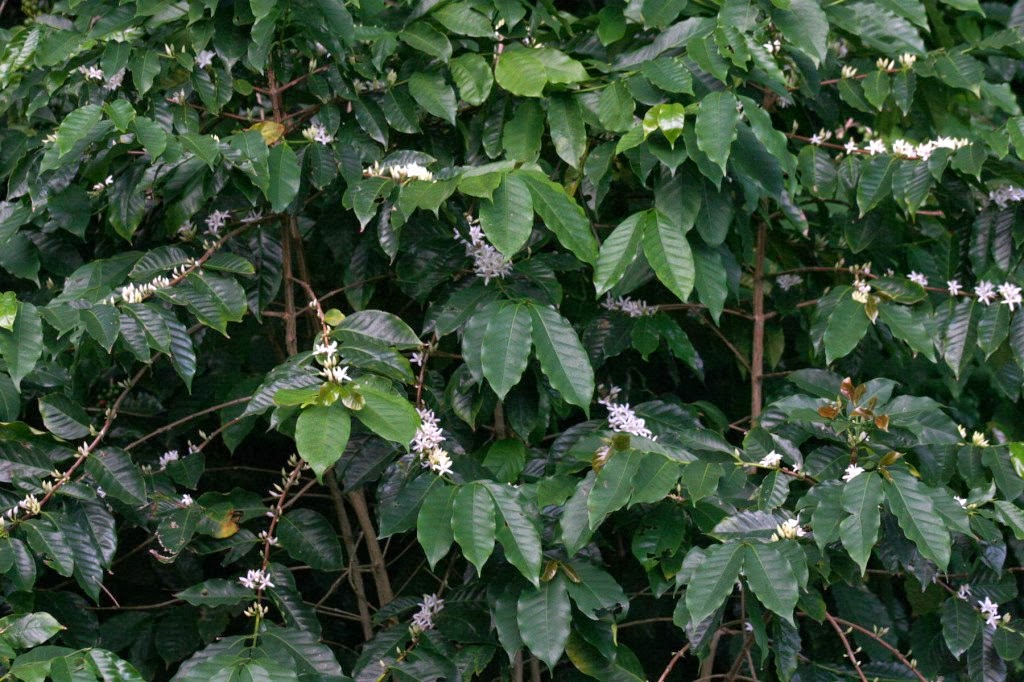 Real World Gardener See and Grow Your Own Coffee Bean Garden