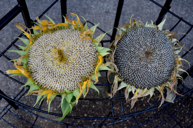 Mammoth Sunflowers drying out
