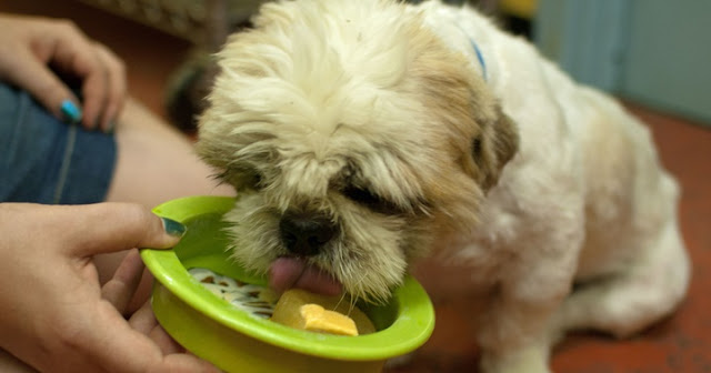 7 Alimentos Humanos Saudáveis que o Shih Tzu Pode Comer