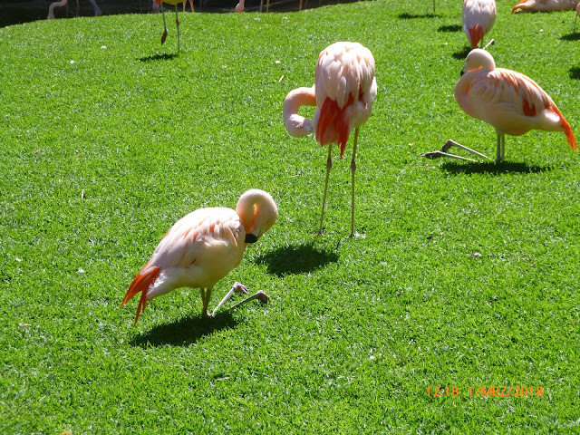 Loro Parque Loro Park Teneriffa Flamingos
