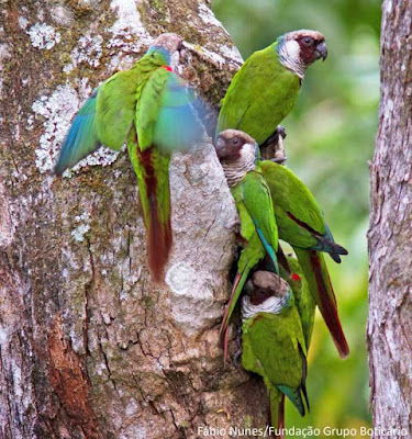 Periquito-cara-suja (Pyrrhura griseipectus) em seu habitat natural. Fabio Nunes/Fundação Grupo Boticário de Proteção Natureza. Periquito-cara-suja, Pyrrhura griseipectus, Gray-breasted Parakeet, tiriba-de-peito-cinza, extinção, aves ameaçadas, aves do brasil, animais ameaçados de extinção, birds, periquito, tiriba, pássaros do brasil, pássaros, natureza, blog natureza e conservação, wildlife, nature, picture birds, aves da caatinga, aves da mata atlântica, ave na natureza, na natureza