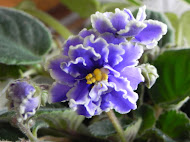 African Violets