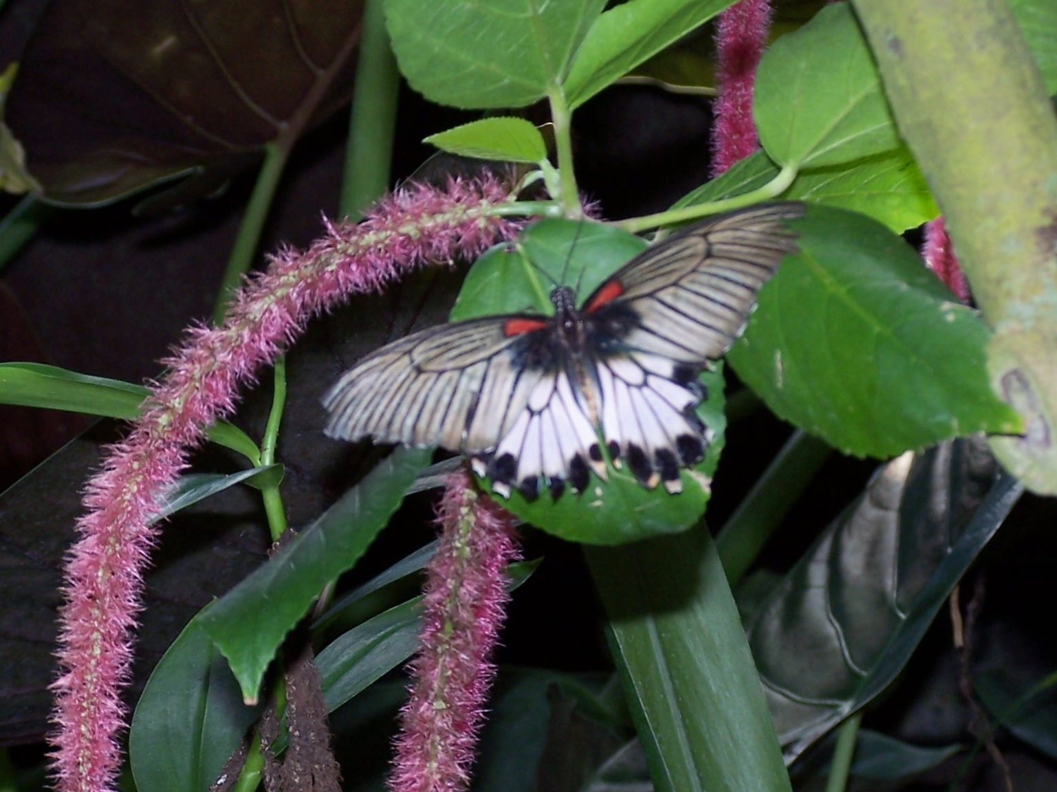 Field Trip Fort Worth Botanical Garden's Butterfly Exhibit