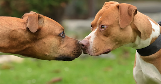 does dominance exist in dogs does dominance exist in dogs